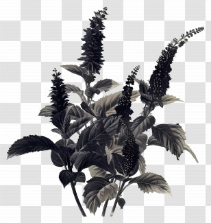 Amaranth - Black And White Botanical Plant Illustration Transparent PNG