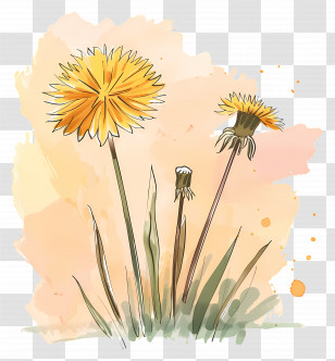 Dandelion - Watercolor Yellow Flowers Transparent PNG