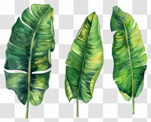 Banana Leaves - Tropical Banana Leaves Illustration Transparent PNG