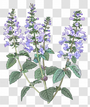 Catmint - Lavender Plant With Light Purple Flowers Transparent PNG