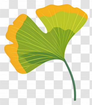 Ginkgo Leaf - Ginkgo Leaf With Yellow And Green Shades Illustration Transparent PNG
