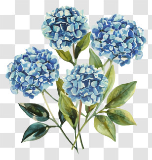 Blue Hydrangea Flowers - Beautiful Blue Hydrangea Flowers Transparent PNG