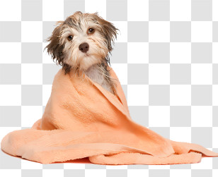 Dog - Wet Dog Wrapped In An Orange Towel Transparent PNG
