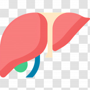 Liver - Simplified Liver Illustration For Healthcare Transparent PNG