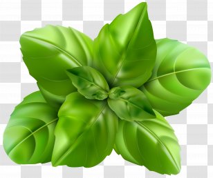 Basil Herb Clip Art - Produce - Image Transparent PNG
