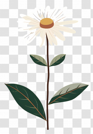 Daisy Flower - Daisy Flower Botanical Illustration Transparent PNG