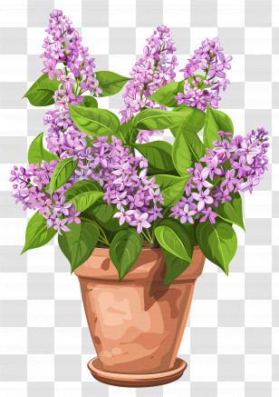 Lilac Flowers - Potted Lavender Plant In Blossom Transparent PNG