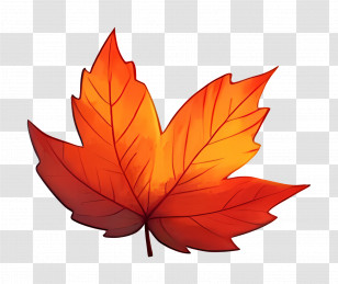 Autumn Leaf Cute - Vivid Autumn Maple Leaf Illustration Transparent PNG