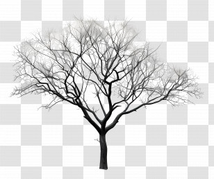 Tree - Bare Tree Branches In Winter Transparent PNG