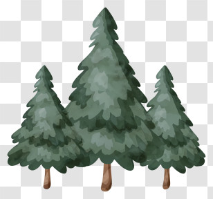 Pine Trees - Green Pine Trees Illustration Transparent PNG