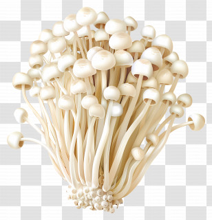 Enoki Mushroom - White Enoki Mushrooms Cluster Transparent PNG