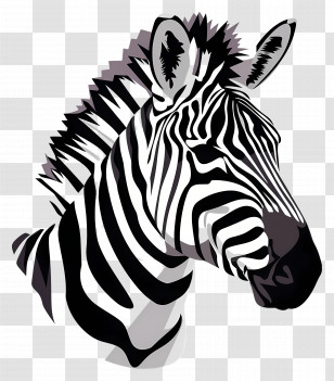 Zebra Head - Black And White Zebra Illustration Transparent PNG