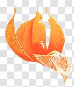 Orange - Peruvian Groundcherry - Still Life Photography Perennial Plant Transparent PNG