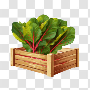 Swiss Chard
 - Fresh Green Chard In Wooden Crate Transparent PNG