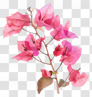Bougainvillea Flower - Pink Bougainvillea Branch Illustration Transparent PNG