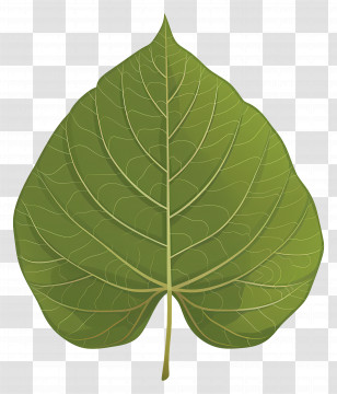 Bodhi Tree Leaf - Green Leaf Illustration Transparent PNG