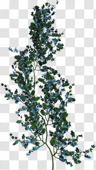 Plantes Et Fleurs Vine Clipping Path - Shrub - Plant Transparent PNG