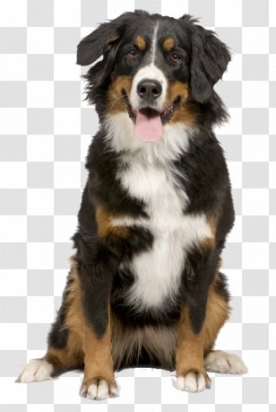Bernese Mountain Dog Puppy Greater Swiss Border Collie Cat Transparent PNG
