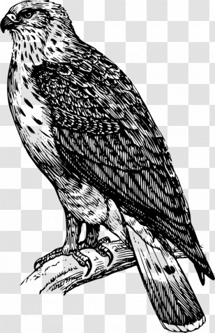 Bird Buzzard Drawing Clip Art - Eagle - Falcon Vector Transparent PNG