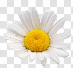 Common Daisy Oxeye Chamomile Flower Family - Cut Flowers Transparent PNG