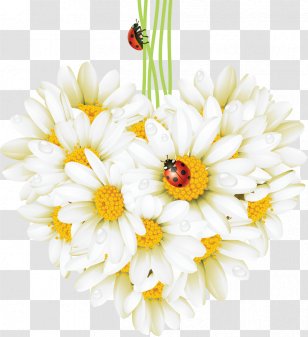Beetle Ladybird Common Daisy Desktop Wallpaper - Artificial Flower - Chamomile Transparent PNG