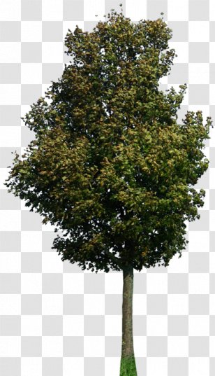 Wavefront .obj File - 3d Computer Graphics - Apple Tree Transparent PNG
