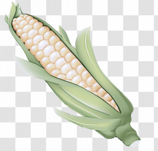 Corn On The Cob Sweet Corn Corn Vegetable Corn Kernels Transparent PNG