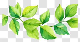 Watercolor Green Leaf - Bright Green Leaves Illustration Transparent PNG