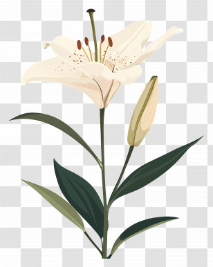 Lilies - Delicate White Lily Flower Transparent PNG
