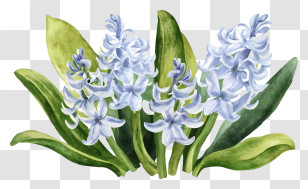Cartoon - Watercolor Purple Hyacinths Illustration Transparent PNG