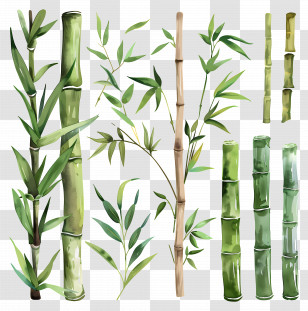 Bamboo - Beautiful Bamboo Plant Illustration Transparent PNG