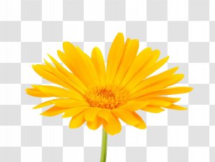 Calendula Officinalis Mexican Marigold Flower Stock Photography - Yellow - South African Transparent PNG