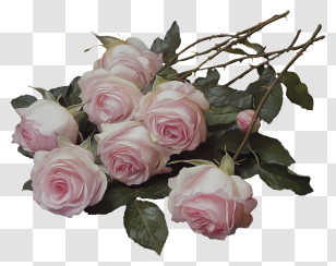 Pink Rose - Bouquet Of Pink Roses Transparent PNG
