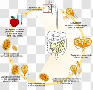 Giardia Lamblia Protist Biological Life Cycle Entamoeba Histolytica Giardiasis - Heart - Flower Transparent PNG