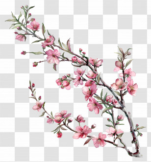 Pink Flowers - Cherry Blossom Branch Illustration With Pink Flowers Transparent PNG