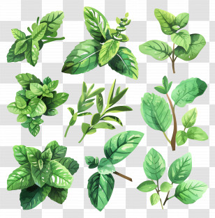 Peppermint - Green Herbal Leaves Collection Illustration Transparent PNG