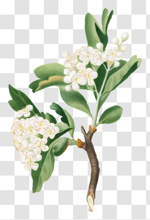 Flowering Branch - Flowering Branch With White Blossoms Transparent PNG