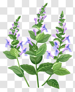 Herb Skullcap - Illustration Of Herbal Plant With Purple Flowers Transparent PNG