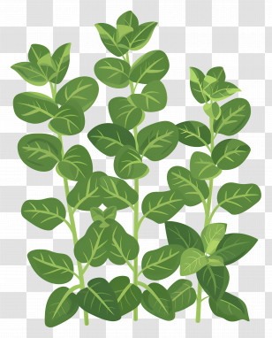 Mint Herbs - Mint Leaves Illustration For Botanical Art Transparent PNG