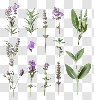 Lavender Flowers - Purple Herb Collection With Elegance Transparent PNG