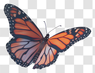 Monarch Butterfly - Elegant Orange Monarch Butterfly Transparent PNG