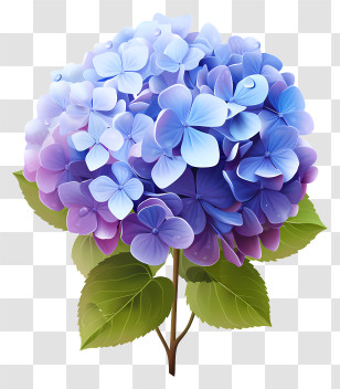 Flat Hydrangea Flower - Blue And Purple Hydrangea Flower Blooms Transparent PNG