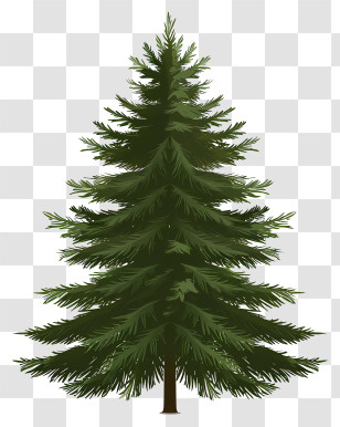 Fir Tree - Green Pine Tree Illustration Transparent PNG