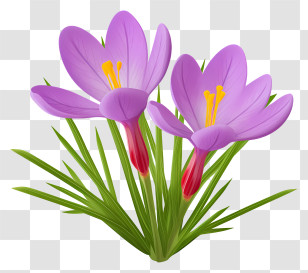 Purple Crocus - Twin Purple Crocus Flowers Illustration Transparent PNG