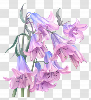 Pink Bluebells - Delicate Lavender Flowers Art Illustration Transparent PNG