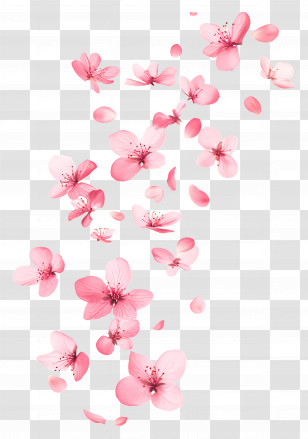 Falling Flowers - Scattered Pink Cherry Blossom Petals Transparent PNG