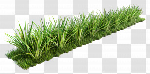 Grass Plant - Lush Green Grass Plant Strip Transparent PNG