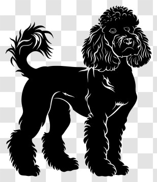 Dog Silhouette - Black Silhouette Of Poodle Transparent PNG