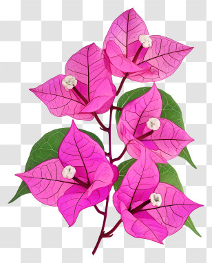 Bougainvillea Flower - Pink Bougainvillea Flowers With Leaves Transparent PNG