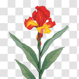 Canna Indica - Beautiful Red Iris Flower Transparent PNG
